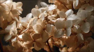 Alternative view of Delicate Pale Gold Hydrangeas Wall Mural