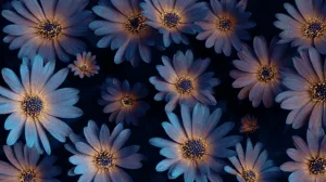 Alternative view of Vibrant Daisies on Dark Background Wall Mural